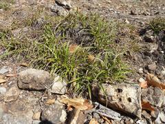 Xerophyta adendorffii