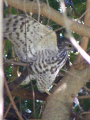 Accipiter tachiro tachiro