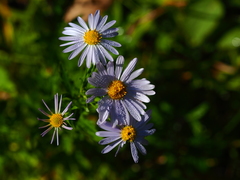 Aster incisus
