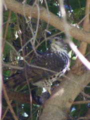 Accipiter tachiro tachiro