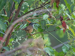 Prinia superciliaris