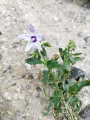 Campanula versicolor