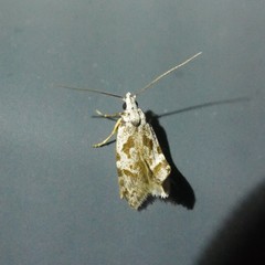 Oxythecta hieroglyphica