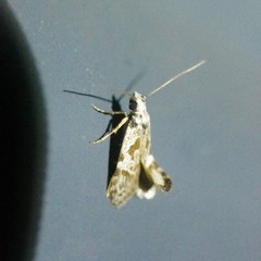 Oxythecta hieroglyphica