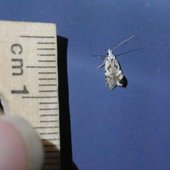 Oxythecta hieroglyphica