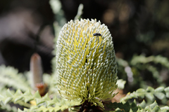 Banksia speciosa