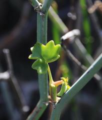 Pelargonium tetragonum
