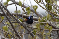 Malurus pulcherrimus