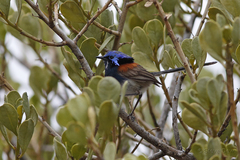 Malurus pulcherrimus