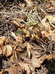 Ledebouria papillata