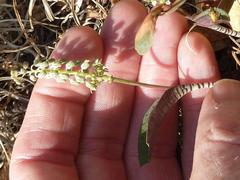 Ledebouria papillata
