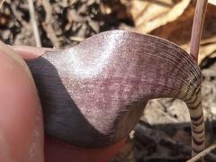 Ledebouria papillata