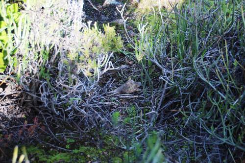 Ceropegia ramosa