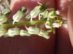 Ledebouria papillata