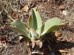 Kalanchoe paniculata