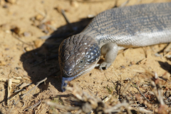 Tiliqua occipitalis