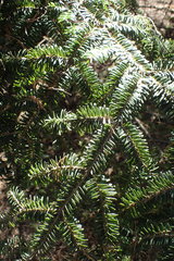 Abies nebrodensis