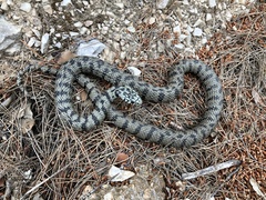 Natrix helvetica cetti