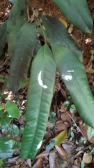 Garcinia xanthochymus