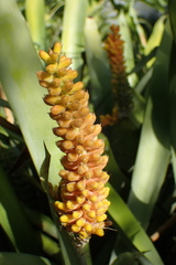 Aechmea comata