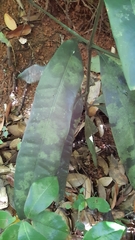 Garcinia xanthochymus