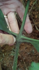 Garcinia xanthochymus