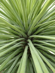 Agave stricta
