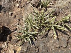 Sansevieria aethiopica