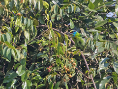 Psilopogon annamensis
