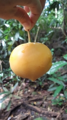 Garcinia xanthochymus