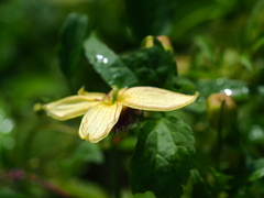 Clematis serratifolia