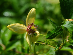 Clematis serratifolia
