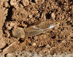 Gryllotalpa africana