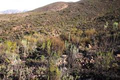 Restio gaudichaudianus