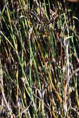 Restio gaudichaudianus