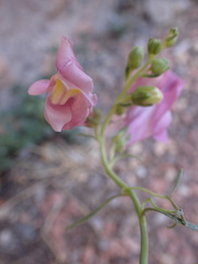 Antirrhinum majus