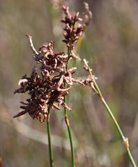 Restio gaudichaudianus