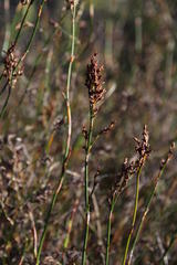 Restio gaudichaudianus