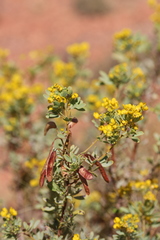 Senna artemisioides alicia