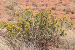 Senna artemisioides alicia