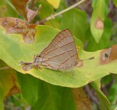 Hemiolaus caeculus caeculus