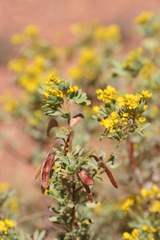 Senna artemisioides alicia