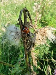 Coccinella septempunctata