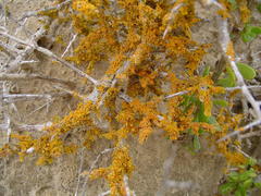 Dufourea flammea