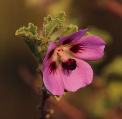 Anisodontea