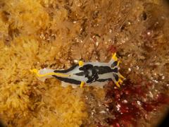 Polycera capensis
