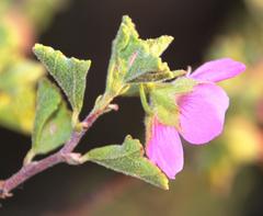 Anisodontea