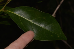Endiandra discolor