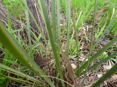 Lomandra multiflora dura