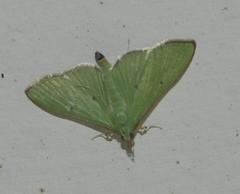 Parotis prasinophila